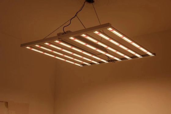 Luz de crecimiento LED de espectro completo de 800W con IP65 a prueba de agua para el crecimiento de plantas comerciales