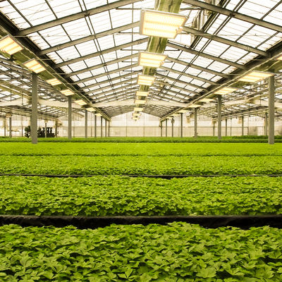 600w HPS 4x4 Grow Light Plant Lamp Promueve la floración y la fructificación