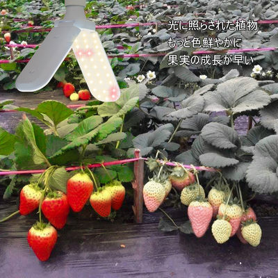 Lámparas de crecimiento LED compactas para verduras 20W 40W IP68 resistente al agua